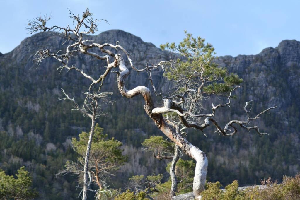 Treehut, Nature, Birds, Silence And Fjord Samlanes Extérieur photo